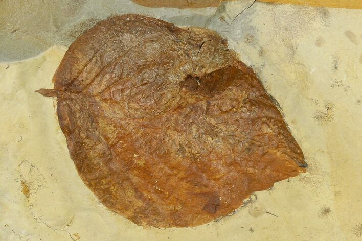 Fossil Leaf (Beringiaphyllum) - Montana #115255